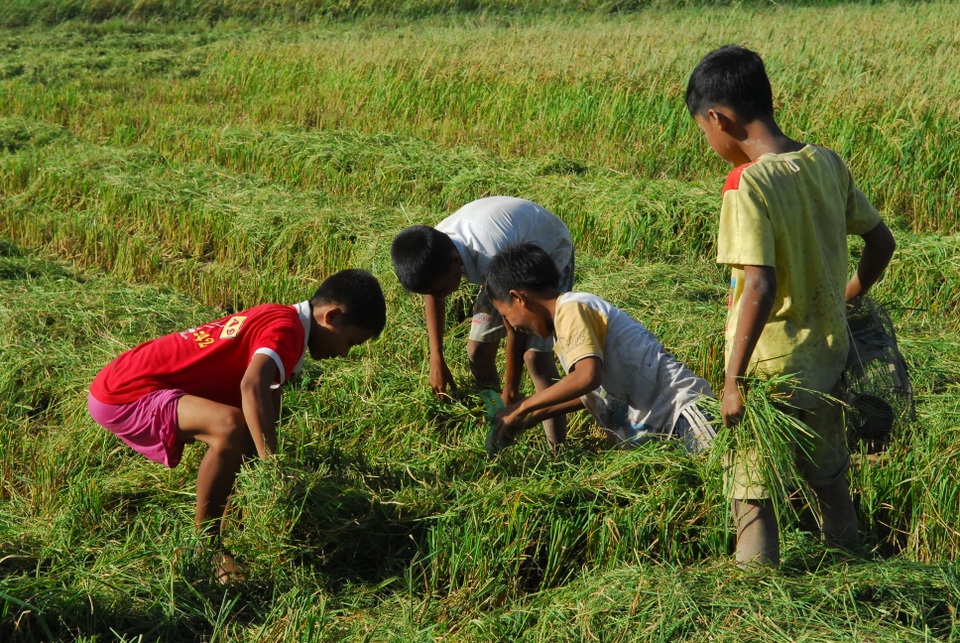 Thú vui đuổi bắt chuột trên ruộng đồng ở miền Tây - 14 Thú vui đuổi bắt chuột trên ruộng đồng ở miền Tây - 14