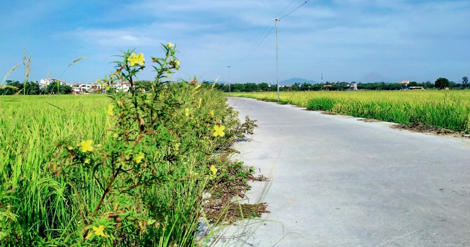 Cánh đồng lúa Hội An đã chín vàng nhưng vắng bóng du khách - 6 Cánh đồng lúa Hội An đã chín vàng nhưng vắng bóng du khách - 6