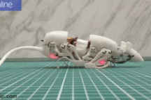 Chuột robot trình diễn khả năng "độc nhất vô nhị"