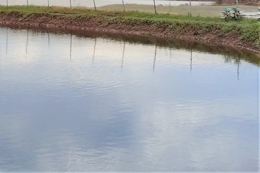 Hai mẹ con tử vong dưới ao tôm