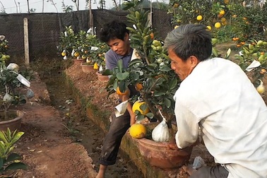 Chiêm ngưỡng cây có 9 loại quả của lão nông Hà Nội