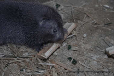 Cho con rụt rịt không cổ ăn tre nứa, chàng trai miền núi thu 200 triệu mỗi năm