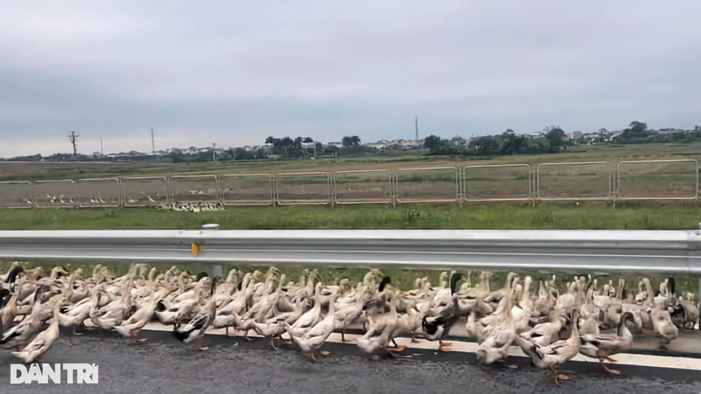 Hàng trăm con vịt bất ngờ tràn lên cao tốc Bắc - Nam - 1 Hàng trăm con vịt bất ngờ tràn lên cao tốc Bắc - Nam - 1
