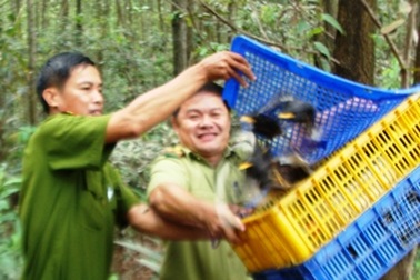 Thả 1.300 con chim quý về rừng