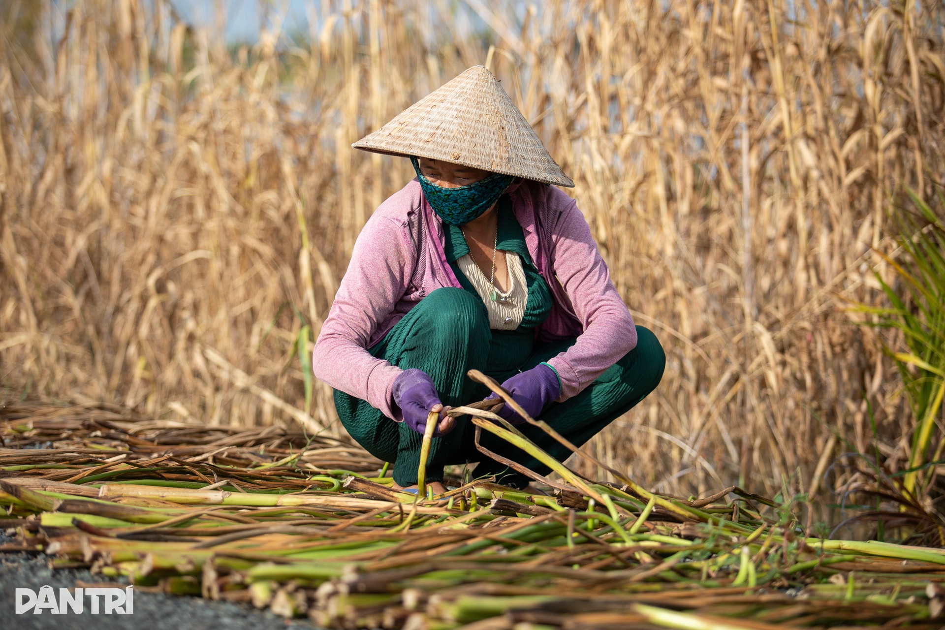 Hai tuần ngập nước và những đêm trắng của người  dân vùng đầu nguồn Đồng Tháp Mười - 12 Hai tuần ngập nước và những đêm trắng của người  dân vùng đầu nguồn Đồng Tháp Mười - 12