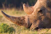 Sừng tê giác có thực sự là "tiên dược" như đồn thổi?