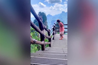 Du khách bị khỉ cướp túi xách