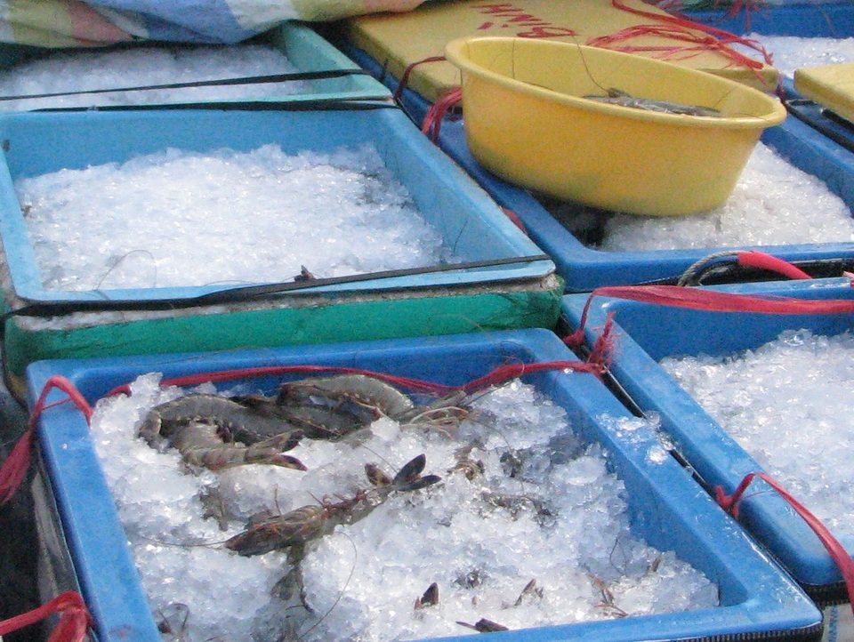 Gom mua 300kg tôm sú bơm tạp chất, nhận phạt 30 triệu đồng - 1 Gom mua 300kg tôm sú bơm tạp chất, nhận phạt 30 triệu đồng - 1