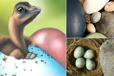 Trứng chim hiện đại có màu sắc “di truyền” từ… khủng long