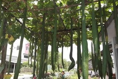 Những trái mướp hương dài hơn 2m