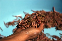 Hải Dương: Rươi đầu vụ được mùa