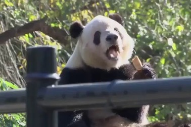 Bà Melania Trump đi thăm gấu trúc tại vườn thú Trung Quốc