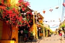 Hoa giấy rực rỡ phố cổ Hội An giữa mùa dịch Covid-19