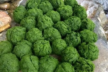 Đặc sản trời cho mọc trên đá ở Tây Bắc, muốn ăn phải mang chày ra giã