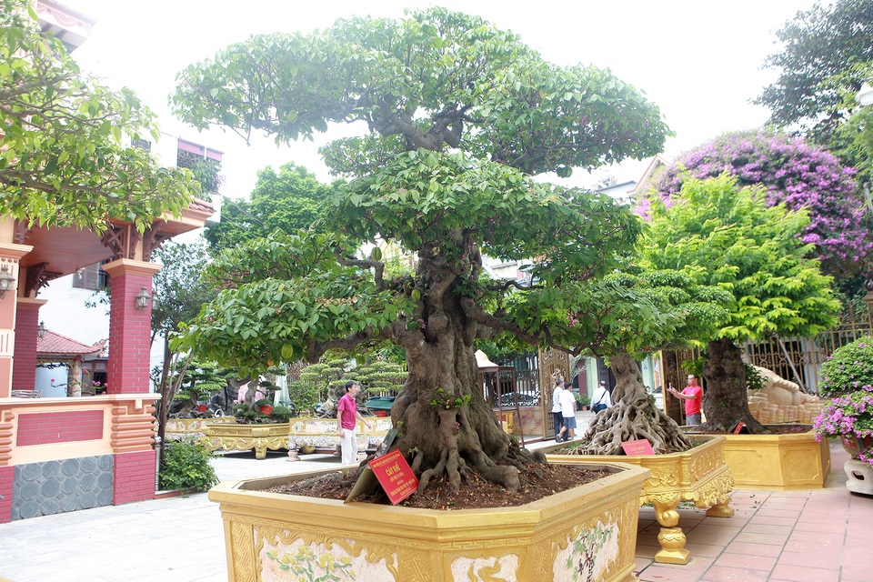 Bộ sưu tập khế cổ độc nhất vô nhị, đại gia trả chục tỷ đồng không bán - 1 Bộ sưu tập khế cổ độc nhất vô nhị, đại gia trả chục tỷ đồng không bán - 1