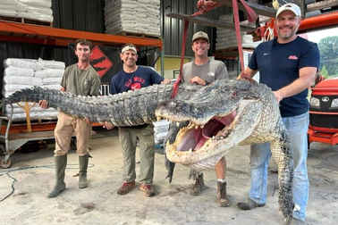 Mỹ: Tóm gọn cá sấu khổng lồ như quái vật, dài hơn 4m nặng 364kg