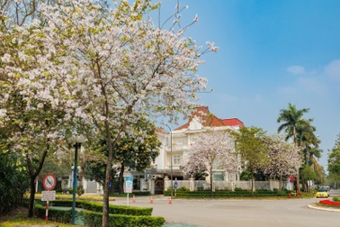 Hoa ban bung sắc tại Ciputra Hanoi
