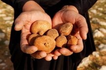 Đánh cược tính mạng, bất chấp mìn và sói để săn lùng "kim cương sa mạc"