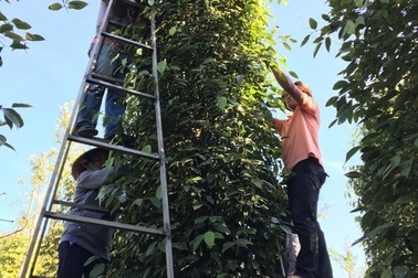 Thương lái Trung Quốc "đạo diễn" hồ tiêu Việt ra sao?