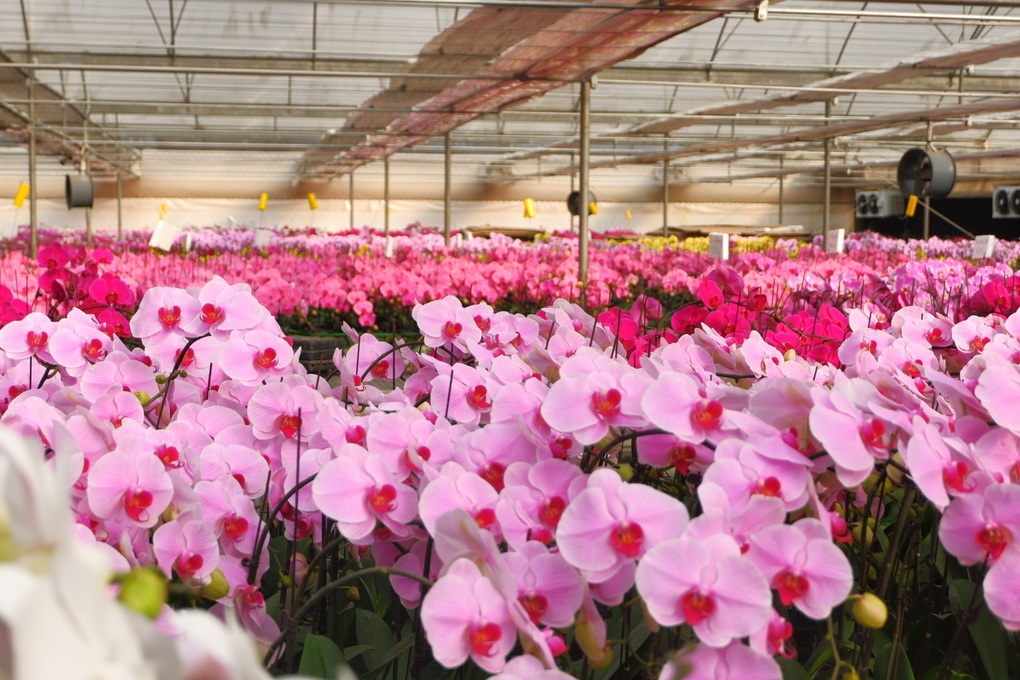 Người Việt dùng công nghệ thuần phục hoa quý tộc, thu 1 tỷ đồng/1000m2 - 2