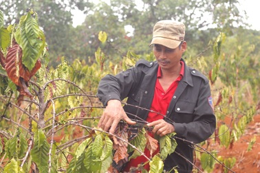 Nắng hạn kéo dài, hàng ngàn ha cây trồng chết khô vì thiếu nước
