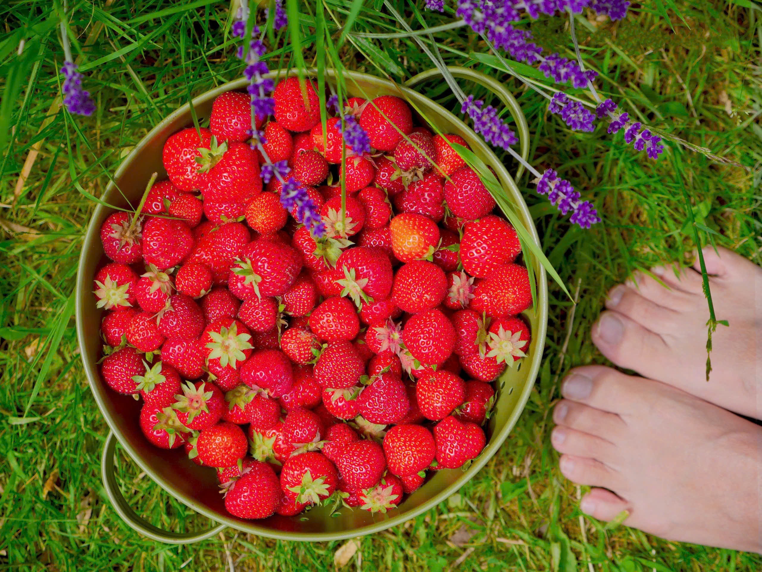 View - Vợ Việt chồng Thụy Sĩ bỏ phố về quê, sống ở nhà vườn 700m2 đẹp như cổ tích | Báo Dân trí