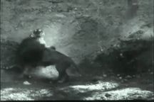 Hổ và sư tử quyết đấu, kẻ nào mới thực sự là chúa sơn lâm?