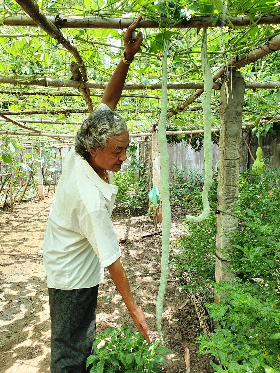 “Vua bầu khổng lồ” miền Tây sở hữu giàn mướp có trái dài đến 2m - 7 “Vua bầu khổng lồ” miền Tây sở hữu giàn mướp có trái dài đến 2m - 7