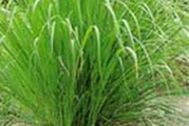 Công dụng của cây sả