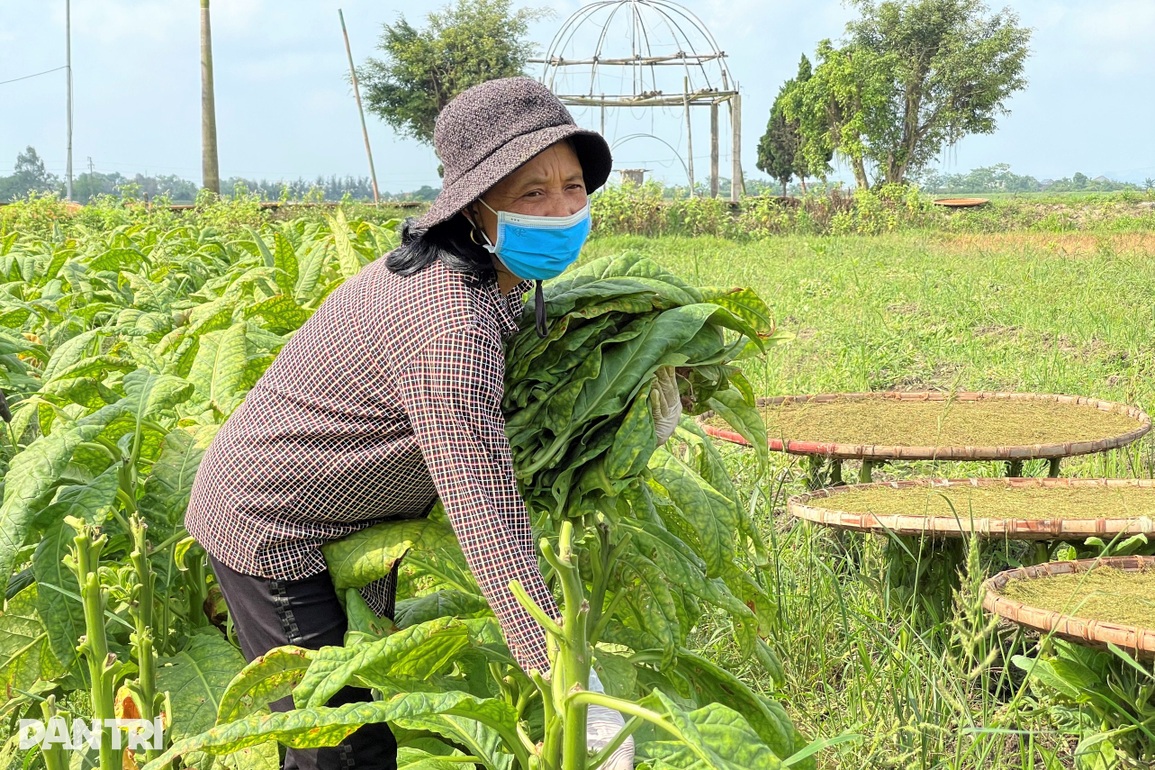 Trồng cây chồng hút vợ say, bỏ túi trăm triệu đồng mỗi vụ - 1 Trồng cây chồng hút vợ say, bỏ túi trăm triệu đồng mỗi vụ - 1