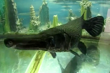 Tận mắt “thủy quái” hung dữ giữa Hà Nội 