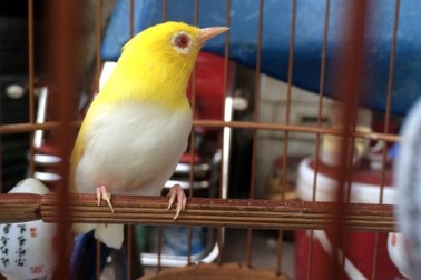 Chim vành khuyên đột biến gen: Tỷ phú Singapore mua không nổi