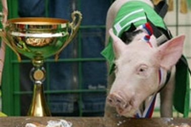 Cup Vô địch bóng đá… lợn