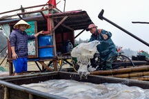 Vào mùa sứa biển, ngư dân kiếm 450.000 đồng/ngày