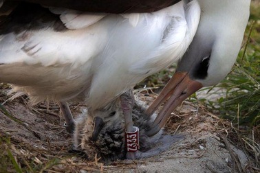 Con chim già nhất thế giới 70 tuổi vẫn tiếp tục sinh con