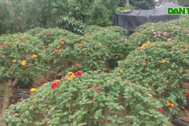 Hoa ngũ sắc phát triển trên vùng Cao nguyên