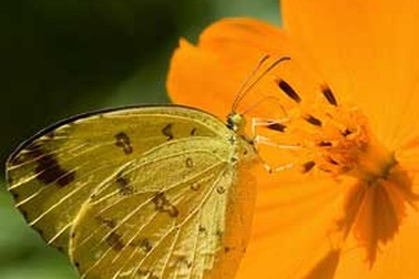 Bướm vàng cũng “gây rối” ở Quảng Bình