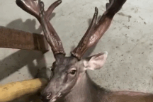 Vật nuôi chỉ ăn rau cỏ mà mỗi năm một con có thể cho cả trăm triệu đồng