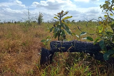 Công ty để mất rừng tràn lan: Kiến nghị sớm thu hồi dự án