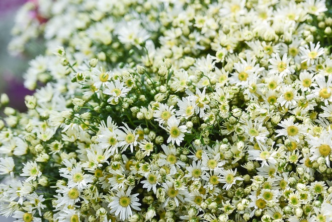 Cúc họa mi đầu mùa: Dân buôn hét giá cả trăm ngàn một bó vẫn cháy hàng - 6 Cúc họa mi đầu mùa: Dân buôn hét giá cả trăm ngàn một bó vẫn cháy hàng - 6