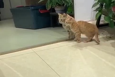 Phản ứng đầy hài hước của chú mèo khi nhìn thấy chính mình trong gương