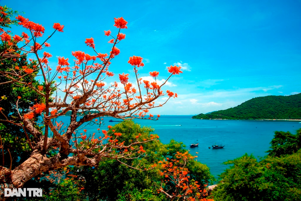 Khám phá mùa hoa ngô đồng đỏ rực trên đảo Cù Lao Chàm - 3 Khám phá mùa hoa ngô đồng đỏ rực trên đảo Cù Lao Chàm - 3