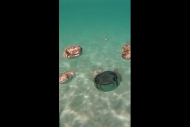 Gương mặt ngộ nghĩnh của loài cá nóc nhím