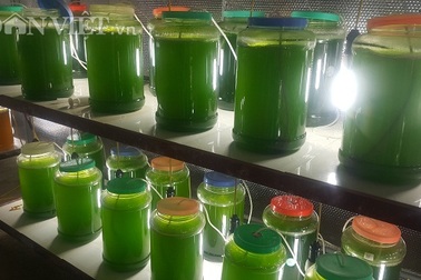 Chuyện lạ Thái Bình: Nuôi thứ nước xanh lè mà "rót" ra trăm triệu