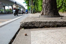 Cây xanh ở TPHCM bị bóp nghẹt bởi những tấm đan bất động