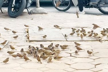 Những người đàn bà nuôi chim sẻ