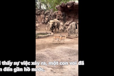 Voi giải cứu linh dương non khỏi bị chết đuối