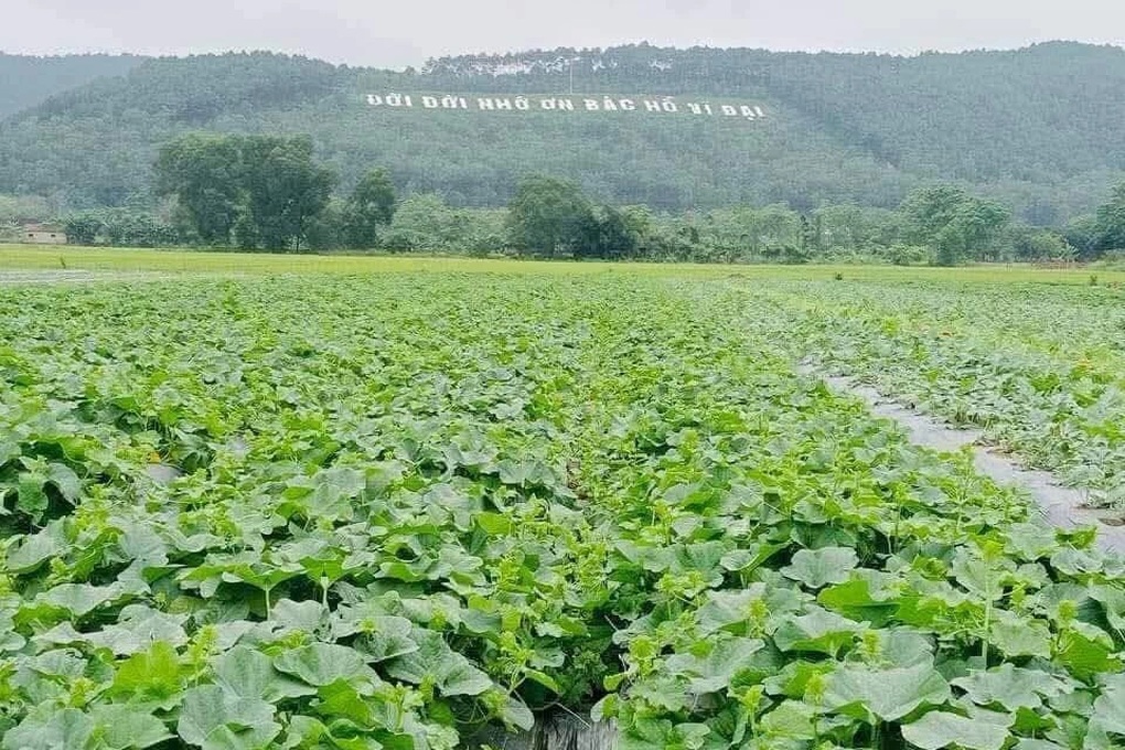 Trồng dưa ven sông, nông dân thu lãi cả chỉ vàng mỗi sào - 1 Trồng dưa ven sông, nông dân thu lãi cả chỉ vàng mỗi sào - 1