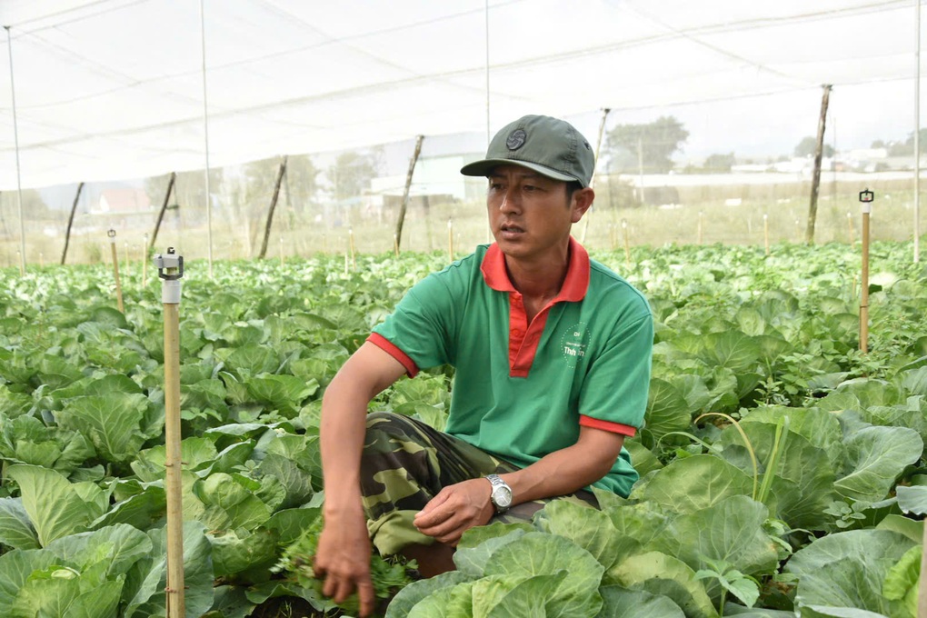 Nông dân điêu đứng vì giá rau liên tục giảm - 1 Nông dân điêu đứng vì giá rau liên tục giảm - 1