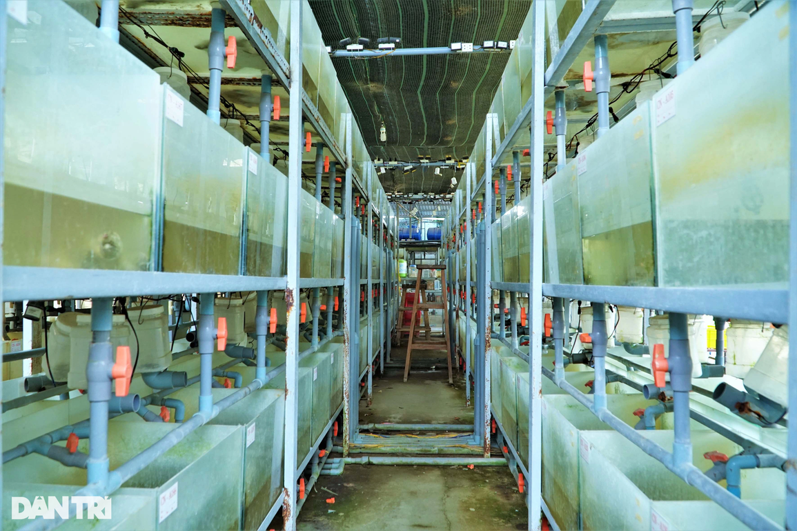Bỏ sát thủ đầm lầy để nuôi cua 4 chân trong bể kính, 9X lãi 2 tỷ đồng/năm - 2 Bỏ sát thủ đầm lầy để nuôi cua 4 chân trong bể kính, 9X lãi 2 tỷ đồng/năm - 2